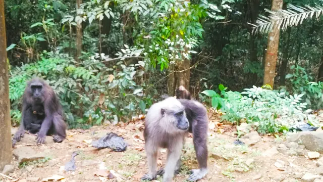 Monyet Hitam