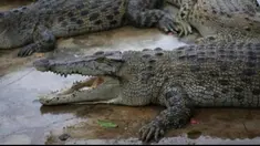 Warga di bantaran kali Porong Sidoarjo, Jawa Timur digegerkan dengan kemunculan belasan buaya.