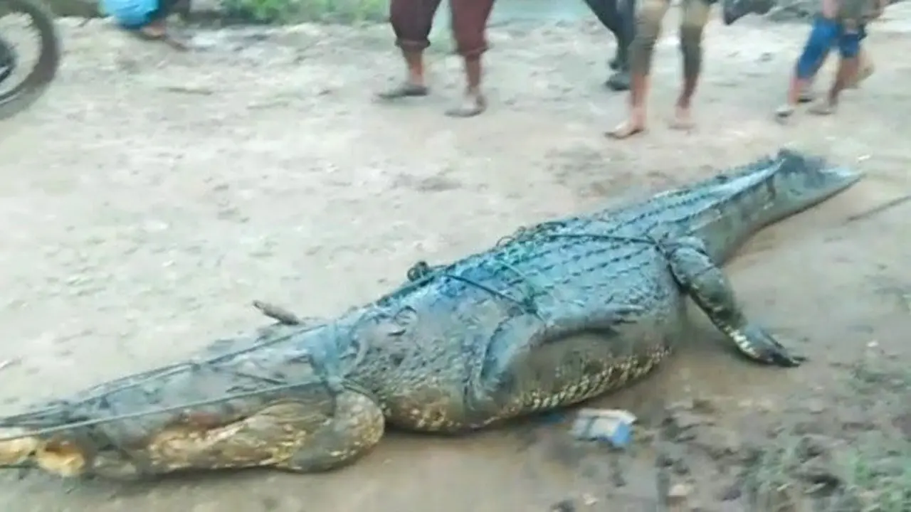 Buang pemangsa manusia yang ditangkap masyarakat Kabupaten Siak di Sungai Lakar.
