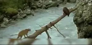 Bukan Captain America, James Bond ataupun Fast n Furious, proses pembuatan film tersulit adalah film tentang anak harimau yang memburu anak beruang untuk makan malam.