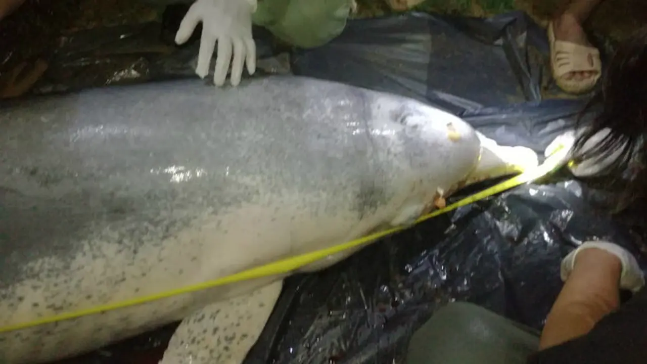 Seekor Lumba-Lumba di Sungai Kualuh Mati