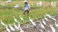 Aktivitas petani saat membajak sawah dikelilingi burung kuntul yang mencari makan di desa Penarukan, Mengwi, Bali, Rabu (4/5/20222). Sawah tersebut akan ditanami padi jenis Cigeulis dengan masa umur panen sekitar 3 bulan. (merdeka.com/Arie Basuki)