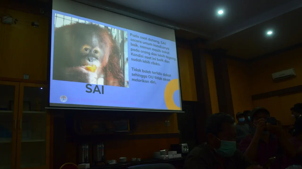 Orangutan Sumatera