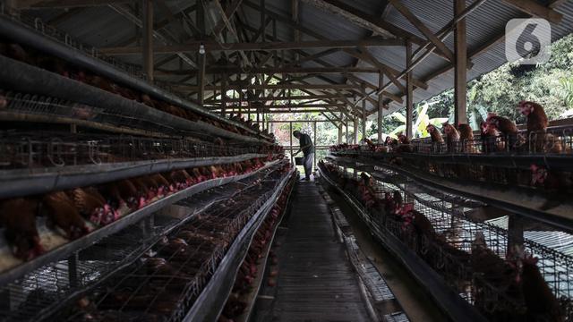 FOTO: Harga Telur Ayam Pacu Laju Inflasi
