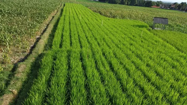 ada sebanyak 14 kabupaten yang sudah mengelola korporasi tanaman pangan, Kabupaten Blitar salah satu contoh Kabupaten yang berhasil menerapkan program ini. (Dok Kementan)