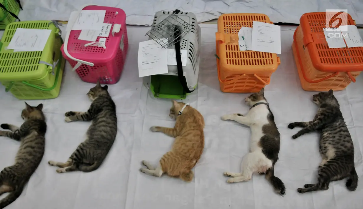 Sejumlah kucing diletakkan ke tempat khusus usai dikebiri di Kantor Kecamatan Duren Sawit, Jakarta, Rabu (27/2). Program kebiri kucing jantan ini dalam rangka menekan angka populasi dan mencegah rabies. (Merdeka.com/Iqbal S. Nugroho)