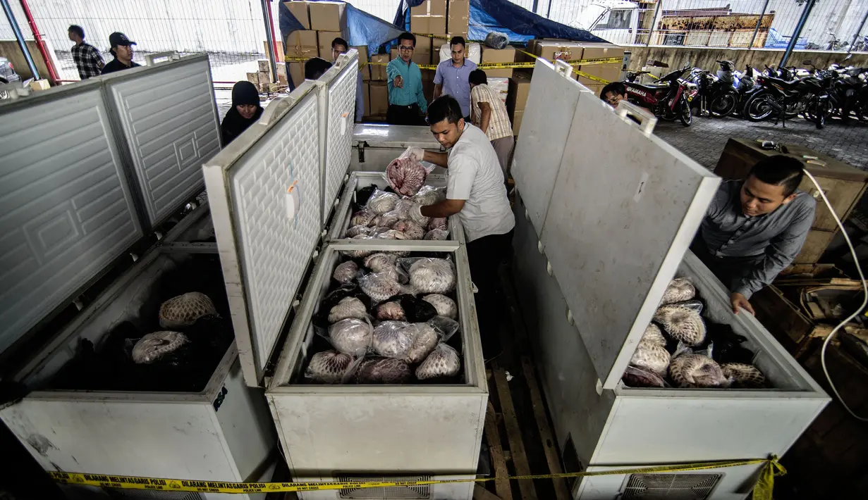 Daging trenggiling disimpan dalam lemari pembeku sudah tidak memiliki sisik, Jombang, Jawa Timur (25/8). Konon, daging trenggiling dipercaya bisa menyembuhkan berbagai macam penyakit. (AFP PHOTO/Juni Kriswanto)