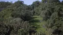 <p>Sekelompok pengunjung berjalan-jalan di taman ekologi tamarin singa emas , di kawasan Hutan Atlantik Silva Jardim, negara bagian Rio de Janeiro, Brasil, Kamis (16/6/2022). Hutan atlantik di negara bagian Rio de Janeiro menjadi satu-satunya tempat di dunia di mana populasi tamarin singa emas tinggal. (AP Photo/Bruna Prado)</p>