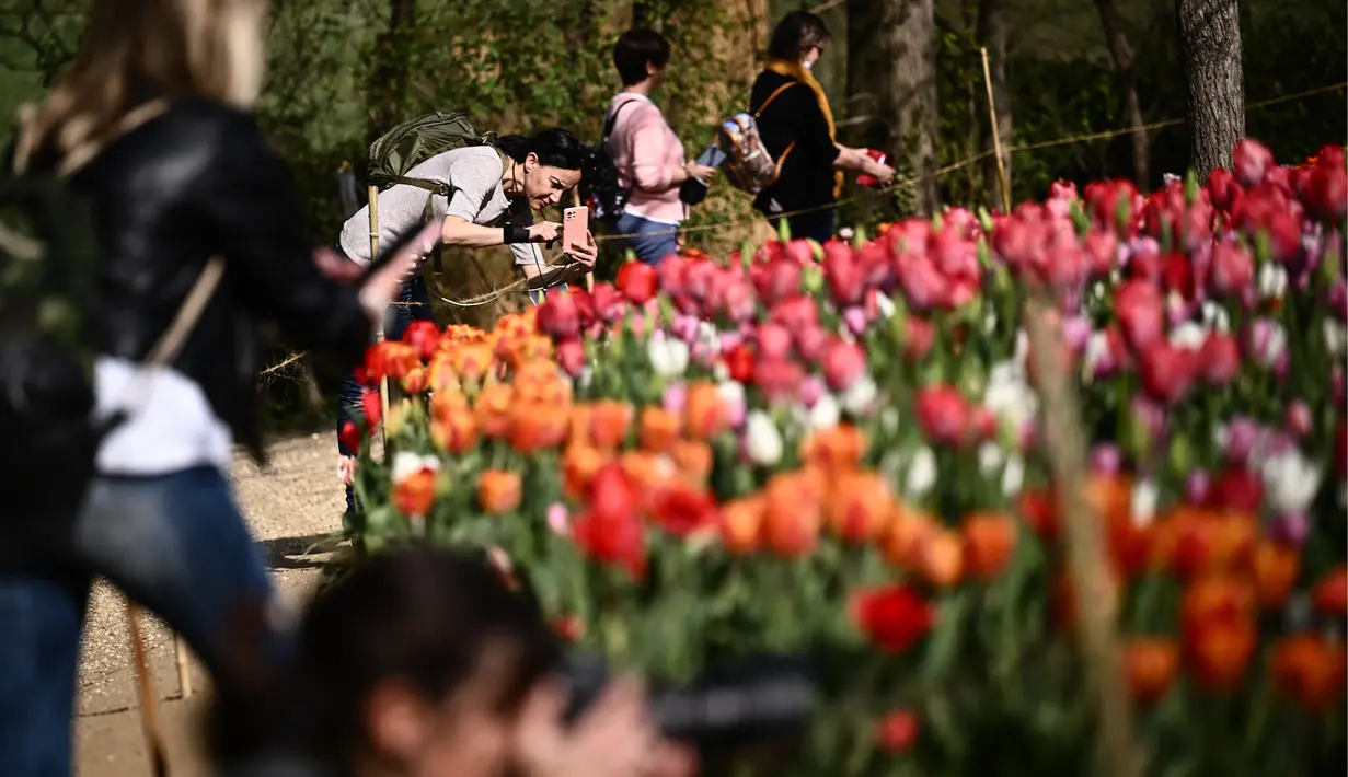 Pengunjung memotret bunga tulip di taman Kastil Pralormo di Pralormo, dekat Turin (11/4/2022). Setiap tahun kastil Pralormo menjadi tuan rumah acara "Tuan Tulip" di taman Inggris. (AFP/Marco Bertorello)