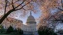 Gedung Capitol atau kantor Kongres terlihat di tengah pohon sakura yang bermekaran di Washington, Amerika Serikat, Senin (1/4). Bunga sakura ini merupakan pemberikan Wali Kota Tokyo pada tahun 1912 yang meruplipakan hadiah sebagai bentuk persahabatan kedua negara. (AP/J. Scott Applewhite)