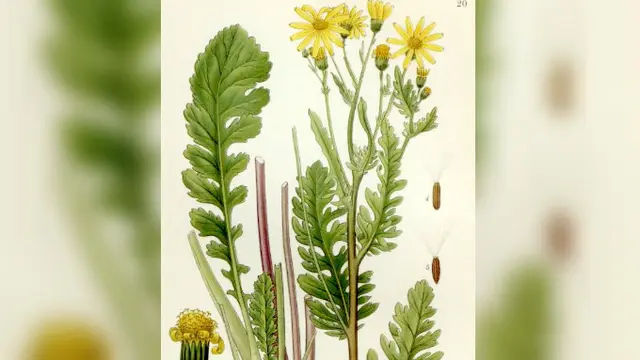 Jacobaea Vulgaris (Wikipedia/Public Domain)