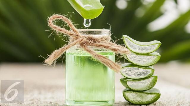 Cara Mudah Membuat Aloe Vera Oil untuk Kecantikan