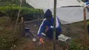 Seorang warga membuat makanan di tenda pengungsian di perkebunan teh di Cialahab, Desa Melasari, Nanggung, Bogor, Rabu (24/1). Mereka mengungsi karena takut terjadi gempa susulan. (Liputan6.com/Ahmad Sudarno)