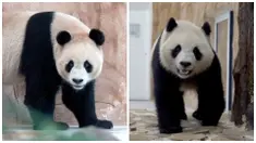 Pemerintah China mengirimkan sepasang panda raksasa, Suhail dan Thuraya ke Qatar pada Rabu (19/10/2022). (AP Photo, Lujain Jo)