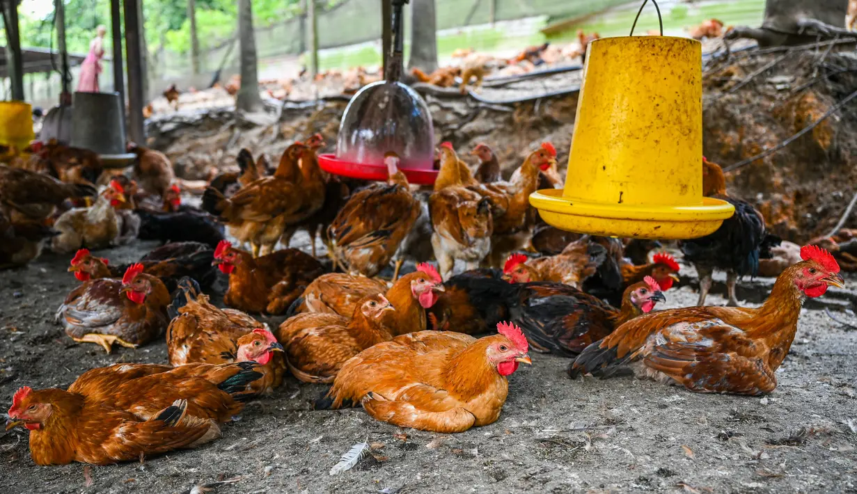 Ayam beristirahat di peternakan unggas di Temerloh, Pahang, Malaysia, Selasa (31/5/2022). Perdana Menteri Malaysia Ismail Sabri Yaakob mengatakan pada 23 Mei, Malaysia akan menghentikan ekspor 3,6 juta ayam sebulan mulai 1 Juni dan seterusnya di tengah melonjaknya harga dan kekhawatiran pasokan. (Mohd RASFAN/AFP)
