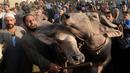 Pedagang ternak membawa sapi dagangannya untuk dijual menjelang Idul Adha di pasar Ashmun, Mesir, Rabu (15/8). Umat Islam di seluruh dunia akan merayakan Hari Raya Idul Adha yang identik dengan tradisi berkurban. (AFP/Mohamed el-Shahed)