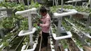 Warga melakukan perawatan tanaman hidroponik di kawasan Mangga Besar, Jakarta, Selasa (13/11). Warga sekitar memanfaatkan lahan alternatif untuk bercocok tanam sayur mayur. (Liputan6.com/Johan Tallo)