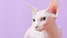 Ilustrasi Kucing Sphynx Credit: pexels.com/Anna