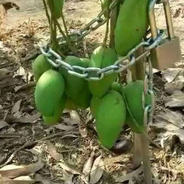 8 Cara Nyeleneh Amankan Buah dari Maling Ini Bikin Tepuk Jidat