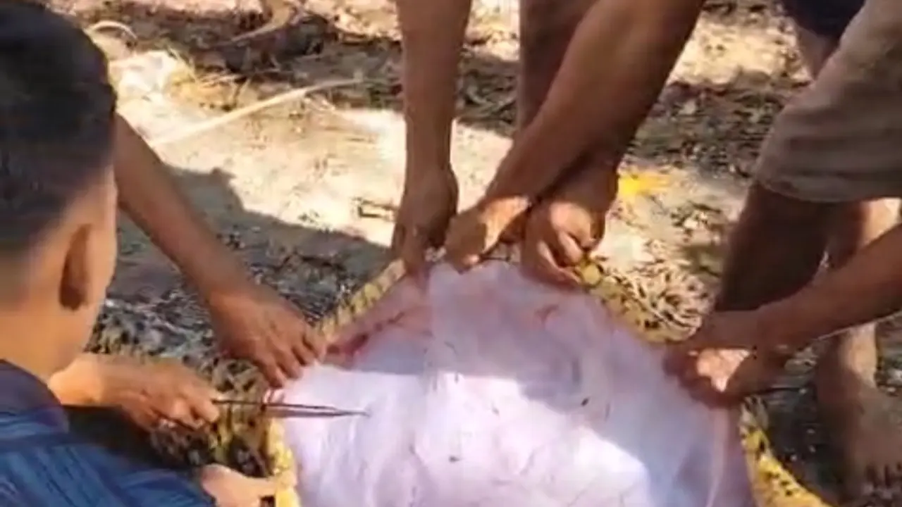 Warga mengeluarkan seorang petani di Buton Selatan dari perut ular piton.