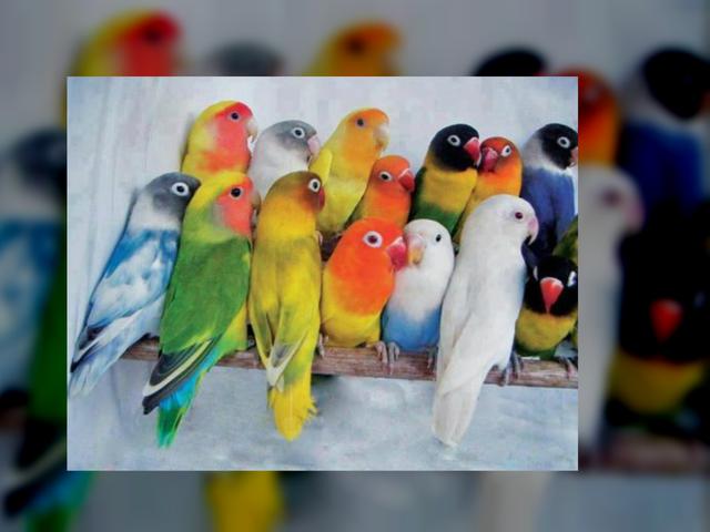 Jenis Burung Kicau Yang Populer Dengan Suara Merdu Harganya Capai Belasan Juta Rupiah Citizen6 Liputan6 Com