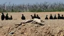 Kawanan Vultures mengamati bangkai buaya caiman yacare di tepi sungai Pilcomayo yang mengalami kekeringan di Boqueron, Paraguay, 14 Agustus 2016. Hampir dua dekade terakhir debit air sungai Pilcomayo berada pada tingkat terendah. (REUTERS/Jorge Adorno)