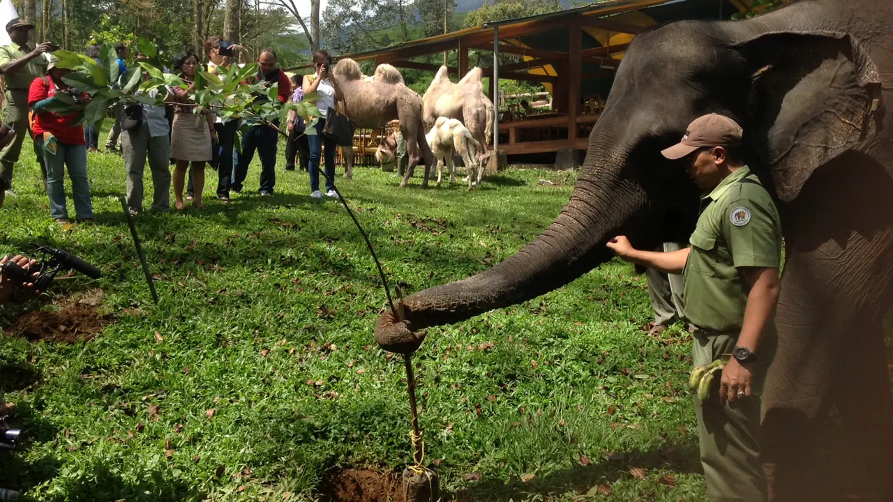 Gajah tanam pohon
