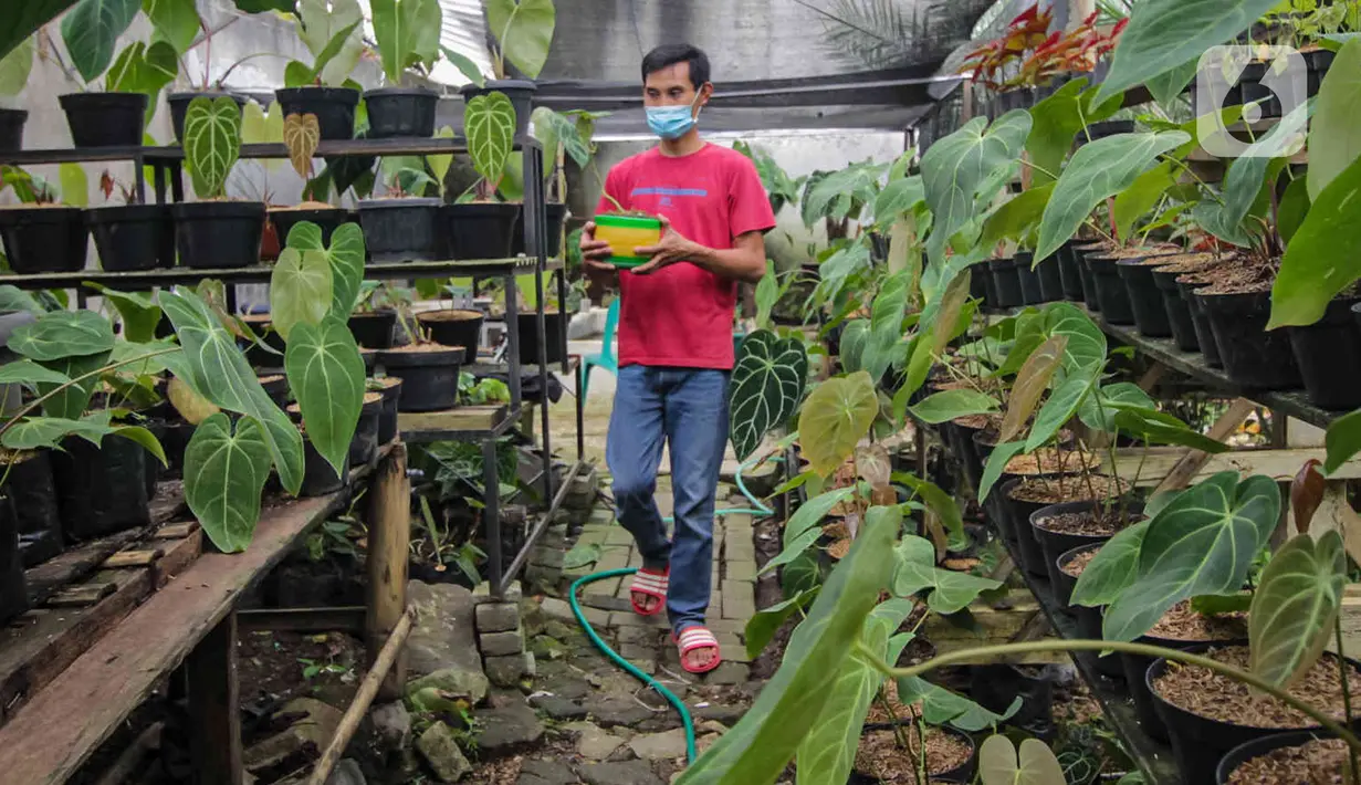 Pembudi daya membawa tanaman hias kuping gajah (Anthurium crystallinum) di Pinang, Kota Tangerang, Banten, Jumat (21/1/2022). Tanaman hias berbagai jenis dari harga Rp50 ribu hingga Rp2 juta per tanaman tersebut dipasarkan sampai Thailand, Malaysia hingga Kanada. (Liputan6.com/Angga Yuniar)