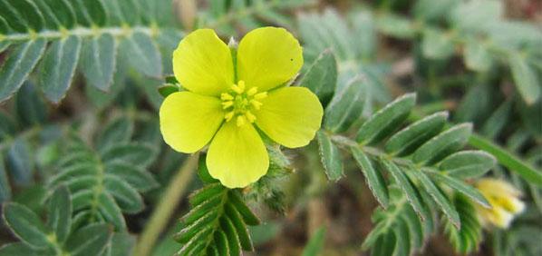 tribulus-terrestris