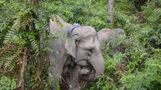 Dalam foto yang diambil pada 6 November 2025, seekor gajah betina liar Sumatra yang dilengkapi dengan kalung GPS oleh Pusat Konservasi Sumber Daya Alam Riau (BBKSDA Riau) meninggalkan area bersama anaknya setelah dibius untuk pemasangan kalung GPS di kawasan konservasi Tesso Tenggara, Kabupaten Pelalawan, Riau. Balai Besar Konservasi dan Sumber Daya Alam (BB KSDA) Provinsi Riau melakukan pemasangan kalung pelacak atau Global Positioning System (GPS) Collar pada salah satu individu gajah liar. (Wahyudi/AFP)