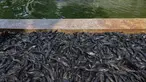 Petugas Penanganan Prasarana dan Sarana Umum (PPSU) mengangkat jaring berisi ikan sapu-sapu di kawasan Setu Babakan, Jakarta Selatan, Jumat (17/4/2026). Operasi penangkapan ikan sapu-sapu dilakukan serentak di lima wilayah DKI Jakarta. (merdeka.com/Arie Basuki)