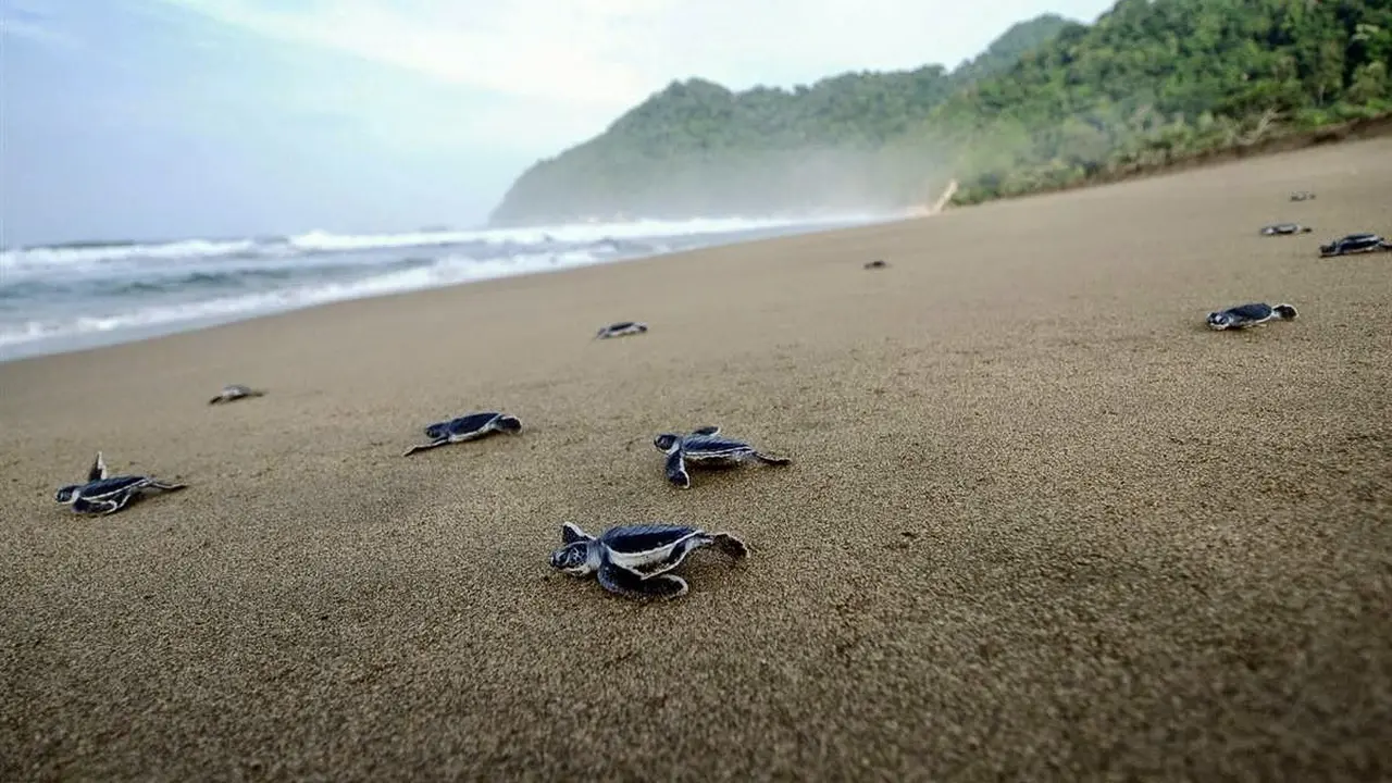 wisata banyuwangi