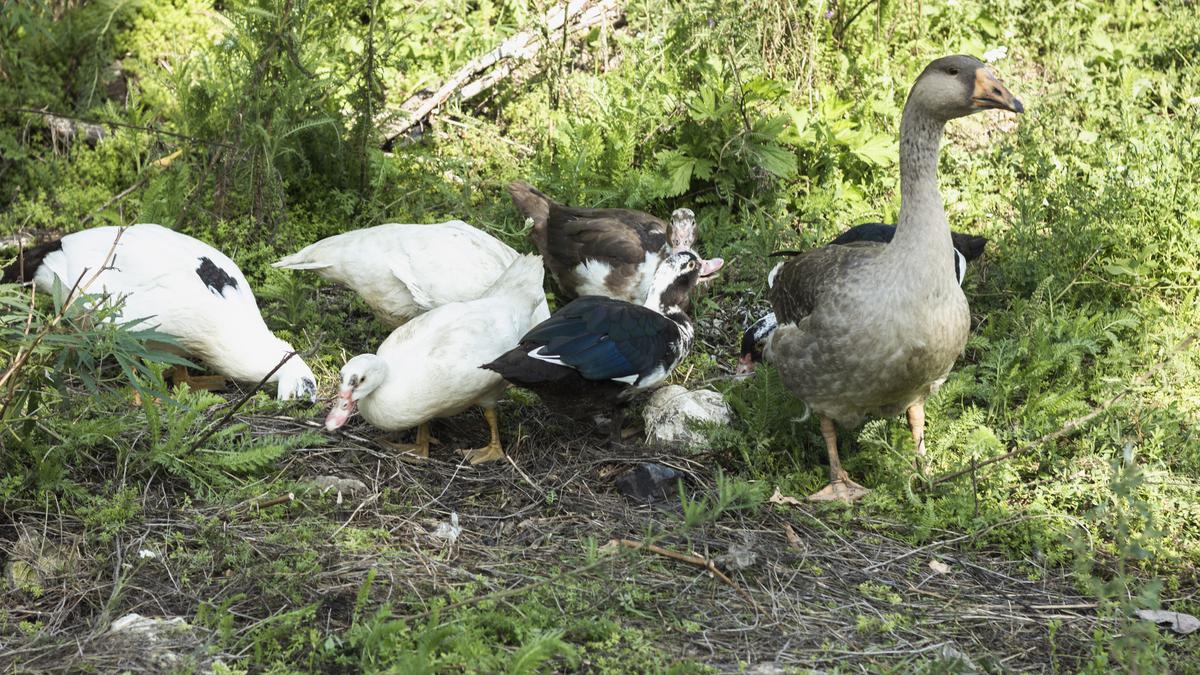 Amerika Serikat Laporkan Kasus Flu Burung H5N5 Pertama pada Manusia, Epidemiolog: Harus Jadi Sinyal Kewaspadaan Tinggi