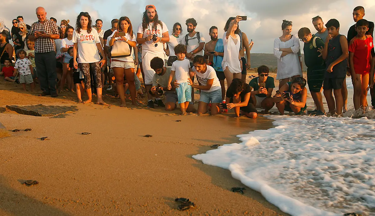 Warga menyaksikan saat anggota The Orange House Project melepaskan bayi penyu atau tukik di pantai El Mansouri, Tyre, Lebanon, Minggu (29/7). Keluarga dan anak-anak sekolah selalu diundang untuk menyaksikan pelepasliaran tukik. (Mahmoud ZAYYAT/AFP)