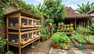 7 Desain Kandang Puyuh dan Kebun Mini di Belakang Rumah, Bikin Lahan Kosong Lebih Produktif