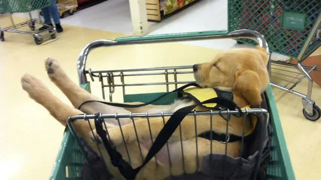 anjing tidur