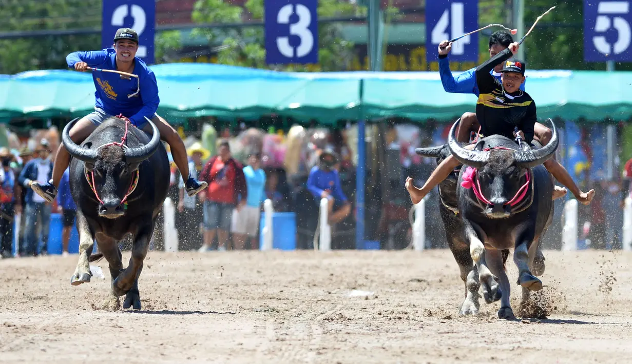 Para peserta berkompetisi dalam balap kerbau di Chonburi, Thailand, pada 1 Oktober 2020. Ratusan kerbau mengikuti festival balapan yang digelar setiap Oktober di kalangan petani untuk merayakan panen padi. (Xinhua/Rachen Sageamsak)