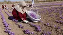 Sejumlah petani memetik bunga Saffron dan dikumpulkan dalam sebuah keranjang di distrik Karukh, Afghanistan (5/11). Dalam bahasa Melayu, safron disebut koma-koma dan merupakan bumbu untuk membuat makanan menjadi berwarna kuning. (Reuters/Mohammad Shoib)