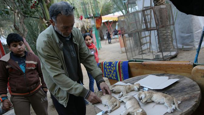 Pemilik kebun binatang Fathi Jumaa meletakan mayat empat anak singa untuk dikubur di kebun binatangnya di kamp pengungsi Rafah, Gaza (18/1). Empat anak singa tersebut tewas pada pagi hari jelang berlangsungnya badai musim dingin.  (AP Photo/Adel Hana)