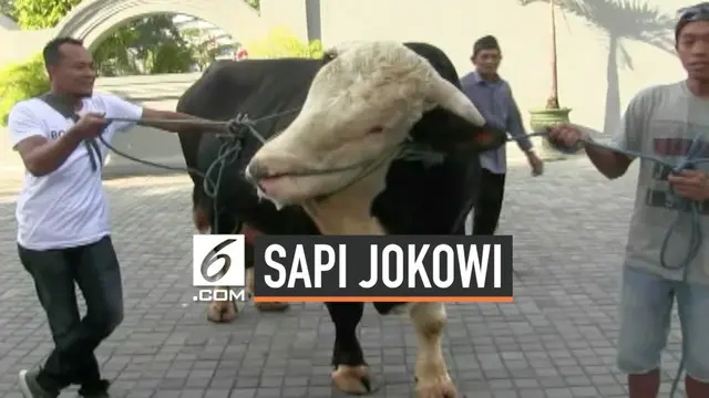 Presiden Joko Widodo memberikan 2 sapi kurban untuk warga Yogyakarta dan Gunung Kidul DIY. Sapi-sapi tersebut dibeli dari hasil penggemukan peternak di lereng Merapi, dengan harga lebih dari Rp 100 juta.