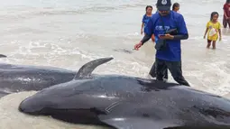 Dari jumlah tersebut, 21 individu di antaranya mati, meski petugas bersama warga sempat melakukan upaya penyelamatan dengan mendorong paus kembali ke laut dalam. Tampak dalam foto yang diambil pada 10 Maret 2026 menunjukkan seorang petugas dari Balai Kawasan Konservasi Perairan Nasional (BKKPN) Indonesia memeriksa kondisi paus pilot yang terdampar, baik yang hidup maupun yang mati, di Pantai Mbadokai, Deranitan, Nusa Tenggara Timur. (Foto: AFP)