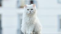 Top 10 Most Popular Cat Breeds for First-Time Owners