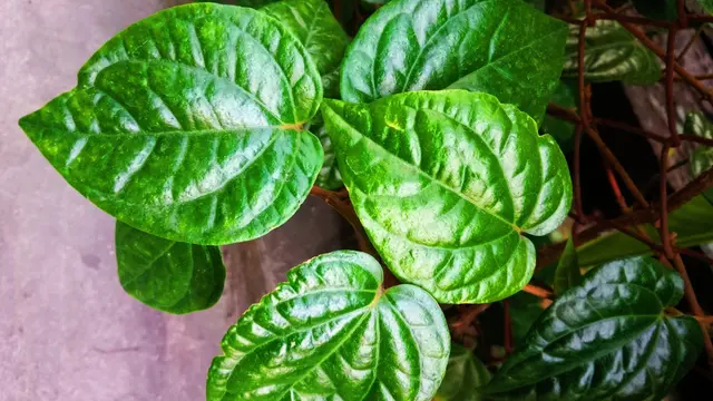 Bongkar 4 Khasiat Baik dari Daun Sirih untuk Kesehatan Tubuh, Apa Saja Ya?