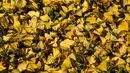 Pohon ini telah meranggas dan menggugurkan daun-daun kuning keemasan yang cantik. (ANTHONY WALLACE / AFP)