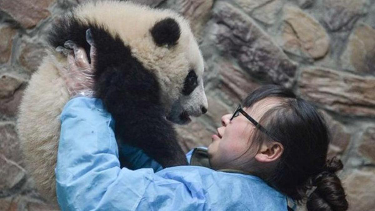 Обнять панду. Обниматели панд в Китае. Обниматель панд профессия. Профессия обниматель панд в Китае. Няня для панд.
