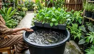 Cara Menanam Sawi Sekaligus Beternak Ikan Lele dalam Satu Kolam, 6 Langkah Mandiri Pangan