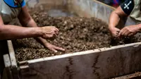 Jenis Pupuk Paling Baik untuk Tanaman Cabai, Hasil Panen Melimpah dan Minim Gagal