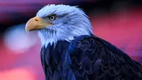 Momen Bola.com Berkeliling Estadio da Luz: Menilik Kemegahan Kandang Benfica hingga Melihat Lebih Dekat Elang Vitoria