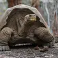 Seekor kura-kura raksasa Galapagos di Taman Nasional Galapagos, Ekuador, 12 September 2017. Kura-kura Galapagos makan rumput, dedaunan, kaktus dan buah tapi bisa bertahan hidup sampai setahun tanpa makanan dan air. (HO / GALAPAGOS NATIONAL PARK / AFP)