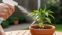 Cara Menyuburkan Pohon Cabai dengan Micin untuk Hasil Optimal